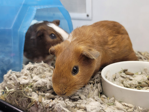 Pet Supply Store «Petco Animal Supplies», reviews and photos, 11398 Bandera Rd #403, San Antonio, TX 78250, USA