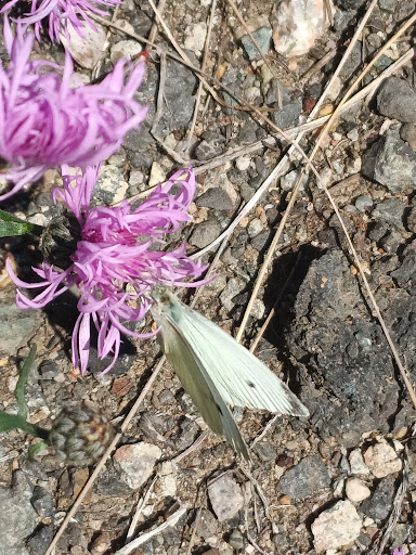 Community Center «Charlestown Community Center», reviews and photos, 255 Medford St, Charlestown, MA 02129, USA