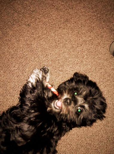 Pet Supply Store «PetSmart», reviews and photos, 15 Dowling Village Boulevard, North Smithfield, RI 02896, USA