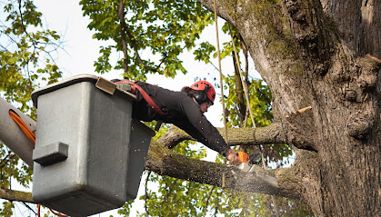 Harbor City Tree Removal Solutions