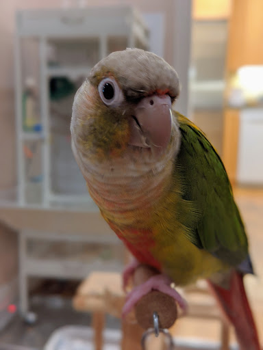 Pet Supply Store «The Animal Connection», reviews and photos, 2550 2550 Judah St & 31st Ave, San Francisco, CA 94122, USA