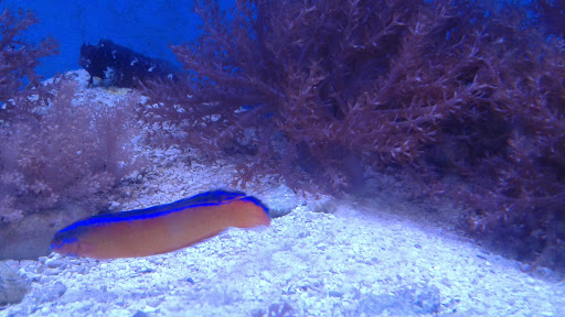 Tropical Fish Store «Fishy Business», reviews and photos, 911 E Church St, Lexington, TN 38351, USA