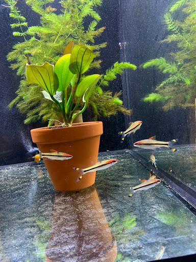 Pet Store «Pet World», reviews and photos, 891 Harriman Pl, San Bernardino, CA 92408, USA