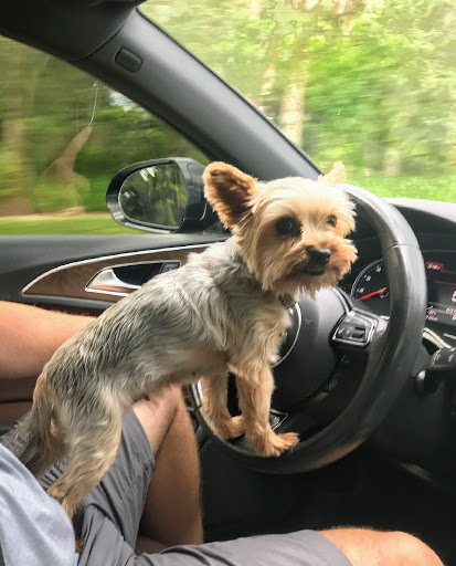 Pet Store «Pet Kingdom», reviews and photos, 4650 S Cleveland Ave, Fort Myers, FL 33907, USA