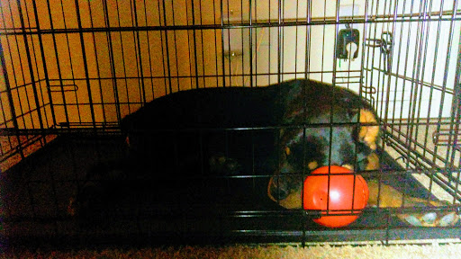 Pet Supply Store «Petco Animal Supplies», reviews and photos, 12551 Jefferson Ave #119, Newport News, VA 23602, USA