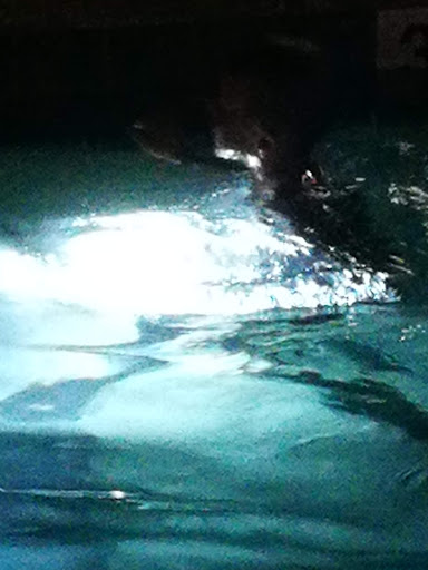 Golf Shop «Loxahatchee Club-Golf Shop», reviews and photos, 1350 Echo Dr, Jupiter, FL 33458, USA