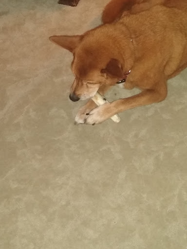 Pet Groomer «Animal House», reviews and photos, 705 Asbury Ave, Ocean City, NJ 08226, USA