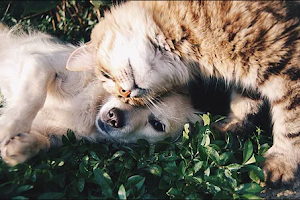 Love & Lavish Pet Spa image