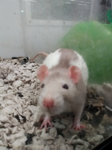 Pet Supply Store «Petco Animal Supplies», reviews and photos, 6596 Youree Dr, Shreveport, LA 71105, USA