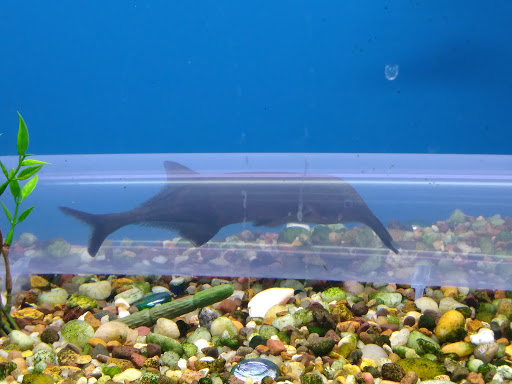 Pet Store «Wet Pets N Critters», reviews and photos, 103 TX-281 Loop, Longview, TX 75605, USA