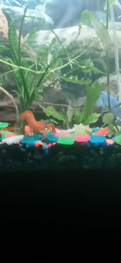 Pet Supply Store «Pet Supermarket», reviews and photos, 3821 S Cobb Dr, Smyrna, GA 30080, USA