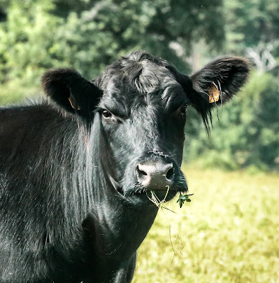 La ferme de l'Etoile Noire à Felines