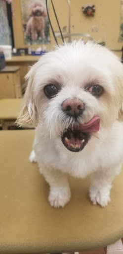 Pet Supply Store «PetSmart», reviews and photos, 1232 Hooper Ave, Toms River, NJ 08753, USA