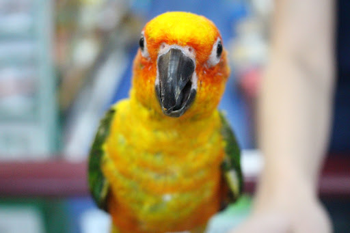 Pet Store «Pet Nation Llc», reviews and photos, 1898 Andorra St, Navarre, FL 32566, USA