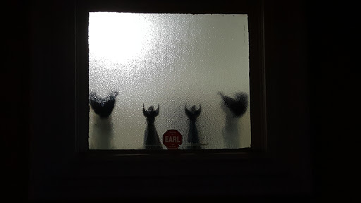 Auto Parts Store «AutoZone», reviews and photos, 7448 Foothill Blvd, Tujunga, CA 91042, USA