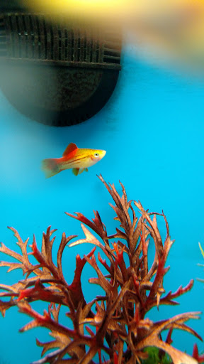 Pet Supply Store «Pet Supplies Plus», reviews and photos, 5708 State St, Saginaw, MI 48603, USA