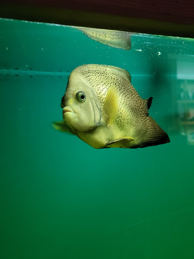 Tropical Fish Store «Ocean Aquarium», reviews and photos, 6820 E Black Horse Pike, Egg Harbor Township, NJ 08234, USA