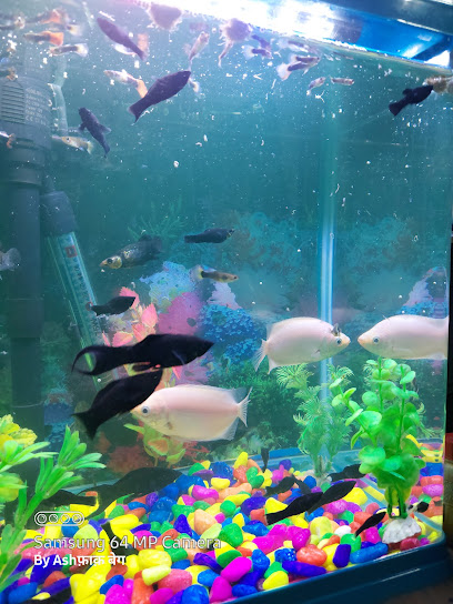 Fish home aquarium