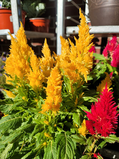 Supermarket «Giant Eagle Supermarket», reviews and photos, 3841 S Hamilton Rd, Groveport, OH 43125, USA