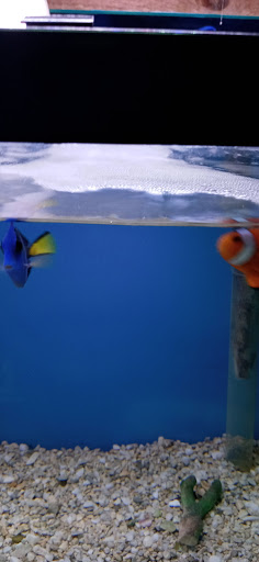 Tropical Fish Store «Monfort Aquarium & Pet», reviews and photos, 6520 Colerain Ave, Cincinnati, OH 45239, USA