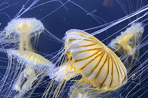Pacific Seas Aquarium image