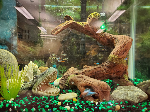 Nestor's Aquarium and Pets