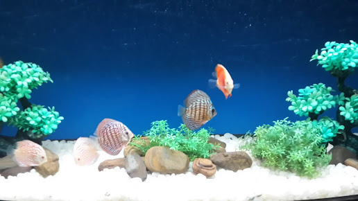 Google Maps image 23