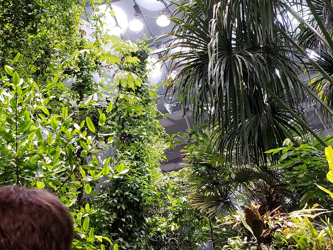 Osher Rainforest at the California Academy of Sciences