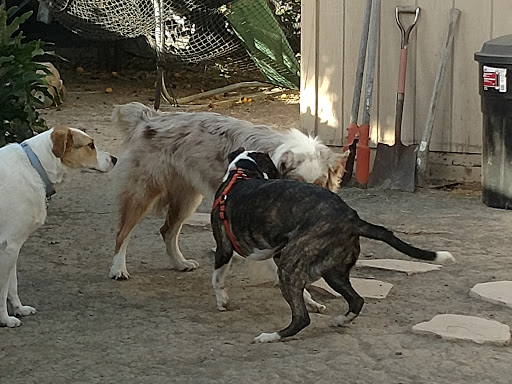 Dog walker Salinas
