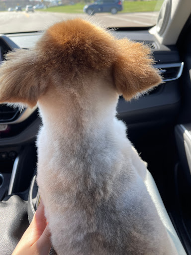 Pet Supply Store «PetSmart», reviews and photos, 350 Fifth St, Oswego, IL 60543, USA