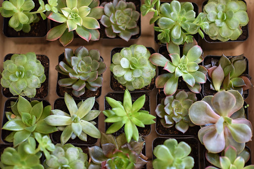 Florist «LaVassar Florists», reviews and photos, 7530 20th Ave NE, Seattle, WA 98115, USA