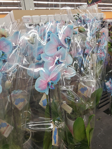 Grocery Store «Superior Grocers», reviews and photos, 3831 Martin Luther King Jr Blvd, Lynwood, CA 90262, USA