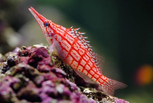 Pet Supply Store «Exotic Aquatic», reviews and photos, 275 E Oakland Park Blvd, Fort Lauderdale, FL 33334, USA