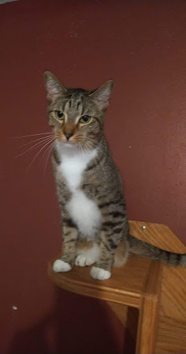 Pet Supply Store «Largo Feed & Garden Supply Inc», reviews and photos, 210 W Bay Dr, Largo, FL 33770, USA