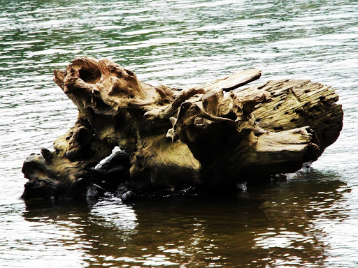 Park «Sellwood Riverfront Park», reviews and photos, SE Oaks Park Way, Portland, OR 97202, USA