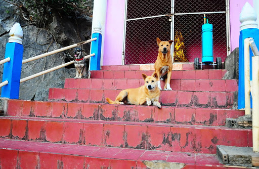 Dog Park «Mt. Airy Dog Park», reviews and photos, 3006 Westwood Northern Blvd, Cincinnati, OH 45211, USA