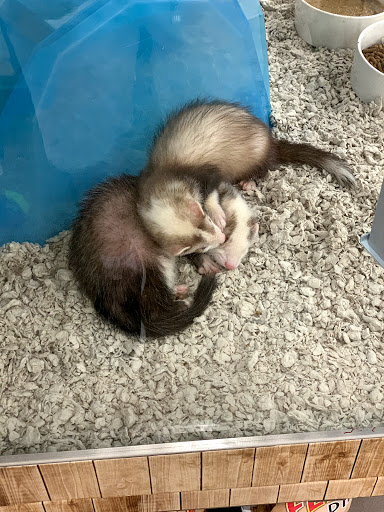 Pet Supply Store «Petco Animal Supplies», reviews and photos, 7901 Lansdowne Ave #1009a, Upper Darby, PA 19082, USA