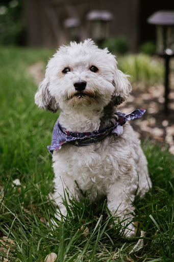 12627 Wisteria Dr, Germantown, MD 20874, USA