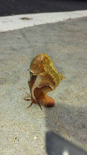 Car Dealer «Colonial Nissan Inc», reviews and photos, 117 Bustleton Pike, Feasterville-Trevose, PA 19053, USA