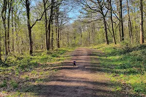 Whitwell Wood image