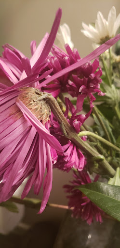 Gift Shop «Edible Arrangements», reviews and photos, 1531 N Quaker Ln, Alexandria, VA 22302, USA