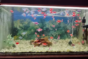 The Gold Fish Aquarium , image