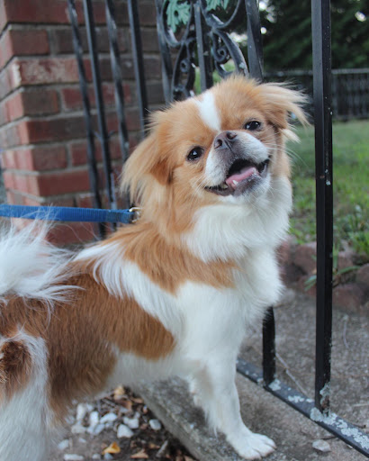 Pet Store «All Pets Club», reviews and photos, 1167 N Colony Rd, Wallingford, CT 06492, USA