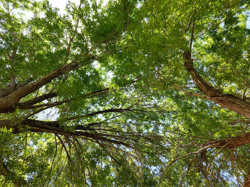 Park «Centennial Park», reviews and photos, 3333 Harrison St, Kingman, AZ 86409, USA