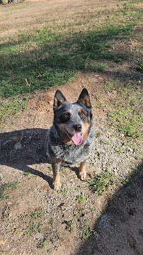 K9 Command - Photo 4 - Car repair in Vale, NC, Hickory