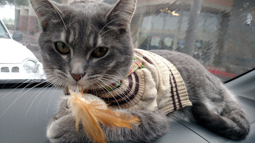 Pet Supply Store «PetSmart», reviews and photos, 466 S Watson Rd, Buckeye, AZ 85326, USA