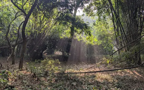 Bamboo Garden image