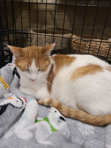 Pet Supply Store «PetSmart», reviews and photos, 170 E Stacy Rd, Allen, TX 75002, USA