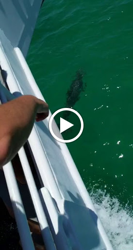 Sightseeing Tour Agency «Southern Star Dolphin Cruises», reviews and photos, 100 Harbor Blvd, Destin, FL 32541, USA