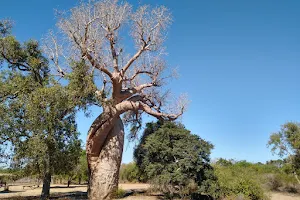 Baobab Amoureux image